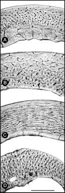 Sep 09, 2016 · in birds, refers to the portion of the leg distal to the tibiotarsus bone, and has two sections. Torsional Resistance As A Principal Component Of The Structural Design Of Long Bones Comparative Multivariate Evidence In Birds De Margerie 2005 The Anatomical Record Part A Discoveries In Molecular
