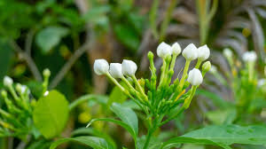 Image result for Gardenia