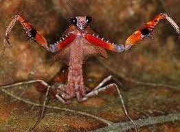 Mantis Threat Display Malaysian Threat Malayan Tiger
