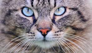 Great choice to spay or neuter your cat! Do Male Cats Spray After Being Neutered Cease Cat Spraying
