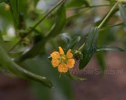 Image result for Heimia salicifolia