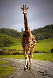 I Guess You Really Can T Appreciate How Tall They Are Until You Re Up Close Photo By Sarah Bartell Animals Beautiful Cuddly Animals Giraffe