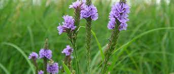 Msu native michigan plants resources. Michigan Native Flowers The Michigan Landscape Blog