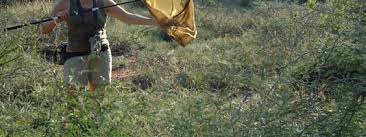 Image result for Emilia pseudactis