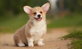 You'll need to buy a collar at least 9 inches long, some puppies will need to start at 10 or more inches. Corgi Puppies All Necessary Information About Corgi Puppy Corgi Care