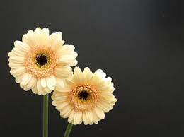 Download and use 60,000+ flower stock photos for free. Flowers Free Stock Photos Rgbstock Free Stock Images Jazza November 11 2009 137