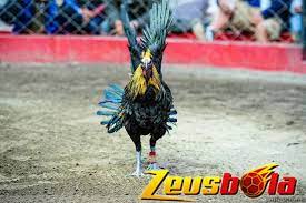 We have over 100 different language options available. Jenis Ayam Sabung Peru Yang Asli Dan Berkualitas S128 Resmi Sabung Ayam Dari Negara Filipina Zeusbola