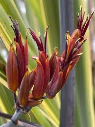 Image result for Phormium