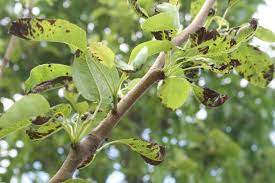Maybe you would like to learn more about one of these? Pear Tree Leaves Turning Black Ubc Botanical Garden Forums