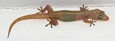 Geckos are mostly small, usually nocturnal reptiles with a soft skin. Common House Gecko Wikipedia