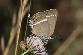 Image result for Satyrium