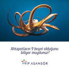 vip asansor on twitter octopus learned behaviors did you know