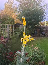 Check spelling or type a new query. Lambs Ear Bbc Gardeners World Magazine