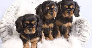 Black And Tan Cavalier King Charles Spaniel Puppies For Sale Near Me Cavalier King Charles Spaniel Mayfield Magic Eclipse Black Tan King Charles Cavalier Spaniel Puppy King Charles Dog Cavalier King Charles