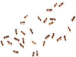 Home privacy policy aitama eesti ▼. Ant Infestation Adelaide Sa Jim S Pest Control For Fast Ant Control