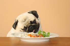 Sublimes Repas Nourriture Chien Repas Repas Maison