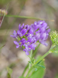 Image result for Medicago sativa