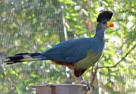 Pictures and information on Great Blue Turaco