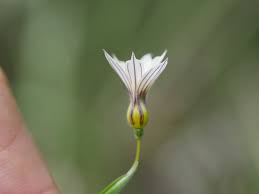 Image result for Sisyrinchium micranthum