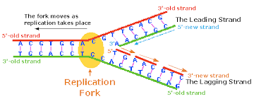 Dna Replication Online Biology Notes