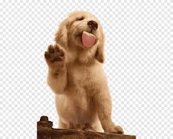 Most of our stats refer to a standard mix. Yellow Labrador Retriever Puppy Golden Retriever Labrador Retriever Flat Coated Retriever Puppy Cat Brown Dog Brown Animals Png Pngegg