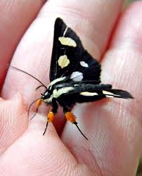 Black And White Spotted Moth Ohio Black Orange And White Moth Cl Insect Collection Colorful Moths Moth