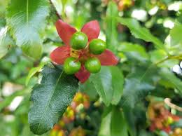 Image result for Ochna oxyphylla