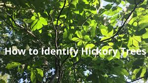 The tree's fruit is a nut, and splitting husks are often visible under a dormant tree. How To Identify Shagbark Hickory Trees Youtube