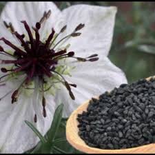 Check spelling or type a new query. Pdf The Various Effects Of Nigella Sativa On Multiple Body Systems In Human And Animals