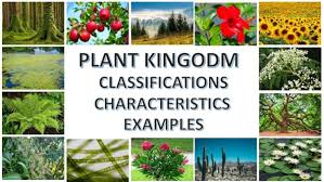 Kingdom Plantae Examples Classification And