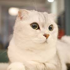 Image result for scottish fold