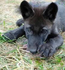 Wolf Pup It Looks Strikingly Similar To A Black Gsd Animals Beautiful Animals Friends Cute Animals