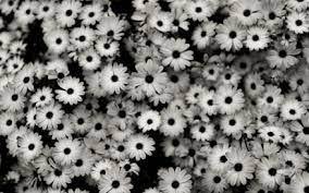 Resultado De Imagen Para Fondos De Pantalla Para Pc Tumblr Papel Pintado Flores Tapiz Blanco Fondos Molones