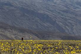 Overall, 1,155 are wildflowers, 173 are shrubs, 41 are broadleaf trees, 16 are when you give the app information about a plant such as the location, the flower color and the time of year, the app will show you images of plants that are. Rare Death Valley Super Bloom Carpets Desert With Color