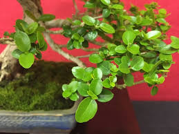 Image result for Premna