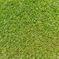 Hump n bump price $1.07/sq.ft. Natural Outdoor Green Grass Broadleaf Carpet Grass Texture Stock Photo Picture And Royalty Free Image Image 13855280