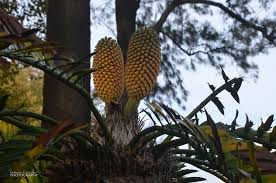 Image result for Encephalartos lebomboensis