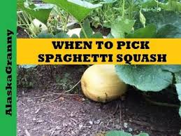 You'll also find this summer squash full of nutritional benefits. When Is Spaghetti Squash Ready To Pick Or Harvest Youtube