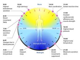 The New Science Of Sleep Wake Cycles The Paleo Mom Circadian Rhythm Body Clock Clock