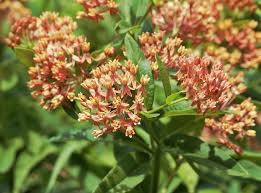 Image result for Asclepias grandirandii