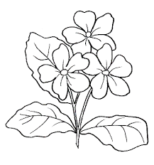 Dragonfly si sedette sui fiori. 29 Disegni Fiori Da Colorare