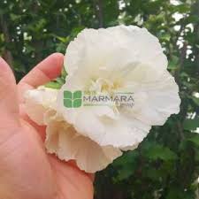 Rose of sharon, Shrub althea white chiffon half tige