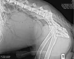 Generally speaking, the clinical signs of prostate cancer include: The Canine Prostate Function And Dysfunction Chattanooga Holistic Animal Institute