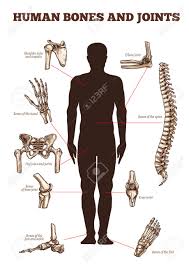 We have now placed twitpic in an archived state. Antiquitaten Kunst Spine And Lower Limb Joints Anatomy Poster Foot Ankle Knee Hip Joint Chart Kunst