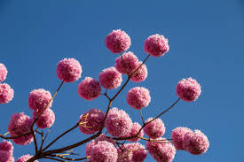 Image result for Handroanthus sp. near impetiginosus