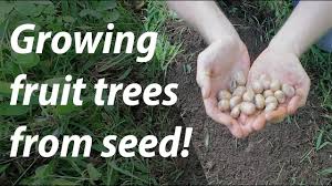 Young lemon trees started from seed. Growing Fruit Trees From Seed And Nuts Too Day 14 Of 30 Youtube