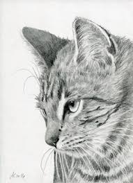 Image Result For Pencil Cat Drawing Kedi Sanati Hayvan Cizimi Gercekci Cizimler