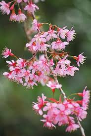 Image result for Prunus cerasoides