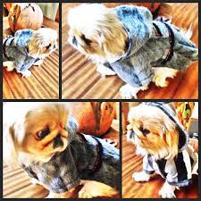 kopek paltolari dog coats panosundaki pin