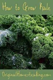 How To Grow Kale In Your Garden Growing Kale Growing Vegetables Organic Mulch